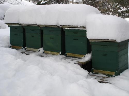 Bienenstand im Winter